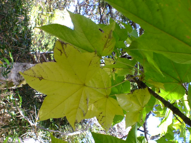 e0145782_17482038.jpg