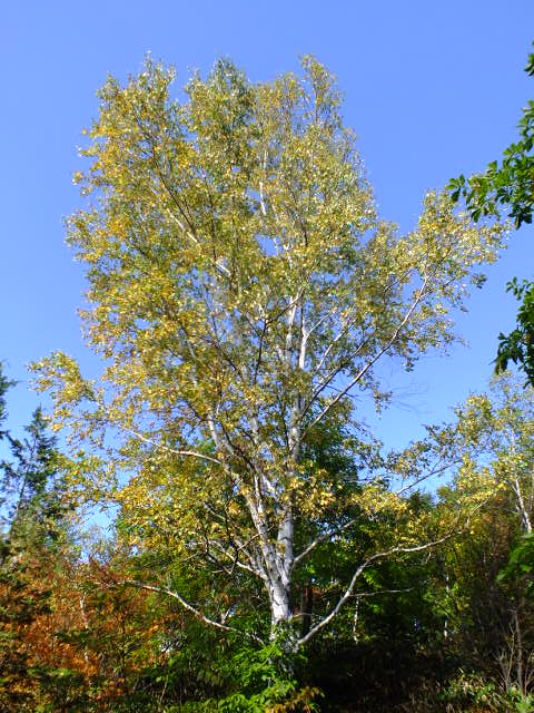 e0145782_17485248.jpg