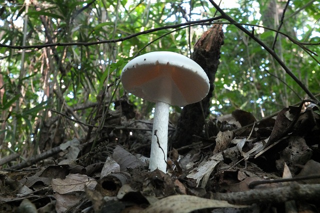 e0070891_21593581.jpg