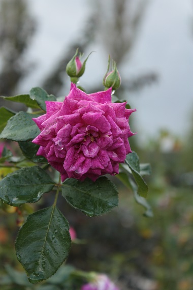 d0001008_1928553.jpg