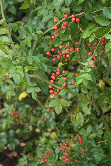 d0001008_19451642.jpg