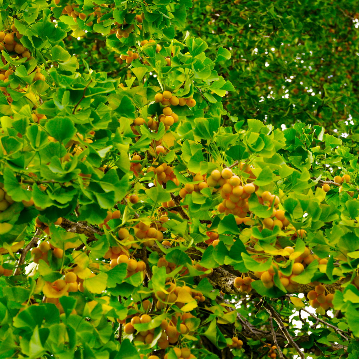 e0142611_051656.jpg