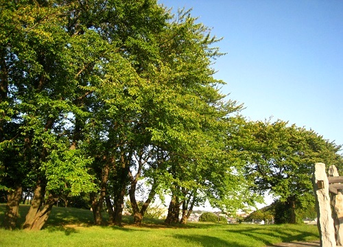 c0084117_19234833.jpg