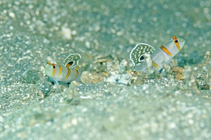b0042837_5445682.jpg