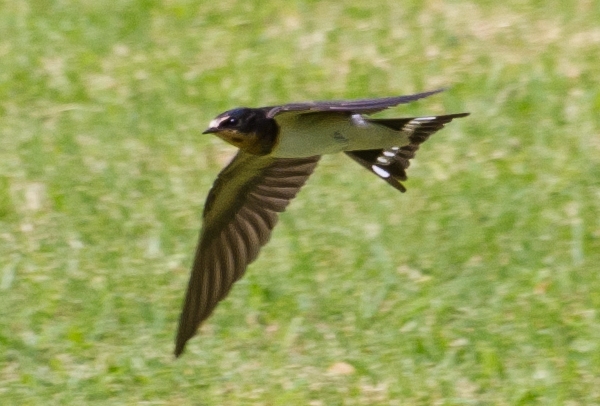 a0167341_13402715.jpg