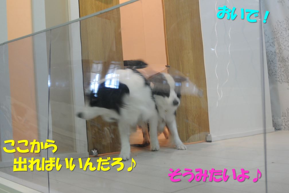 c0147241_1557263.jpg