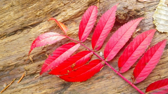 b0175351_23265592.jpg