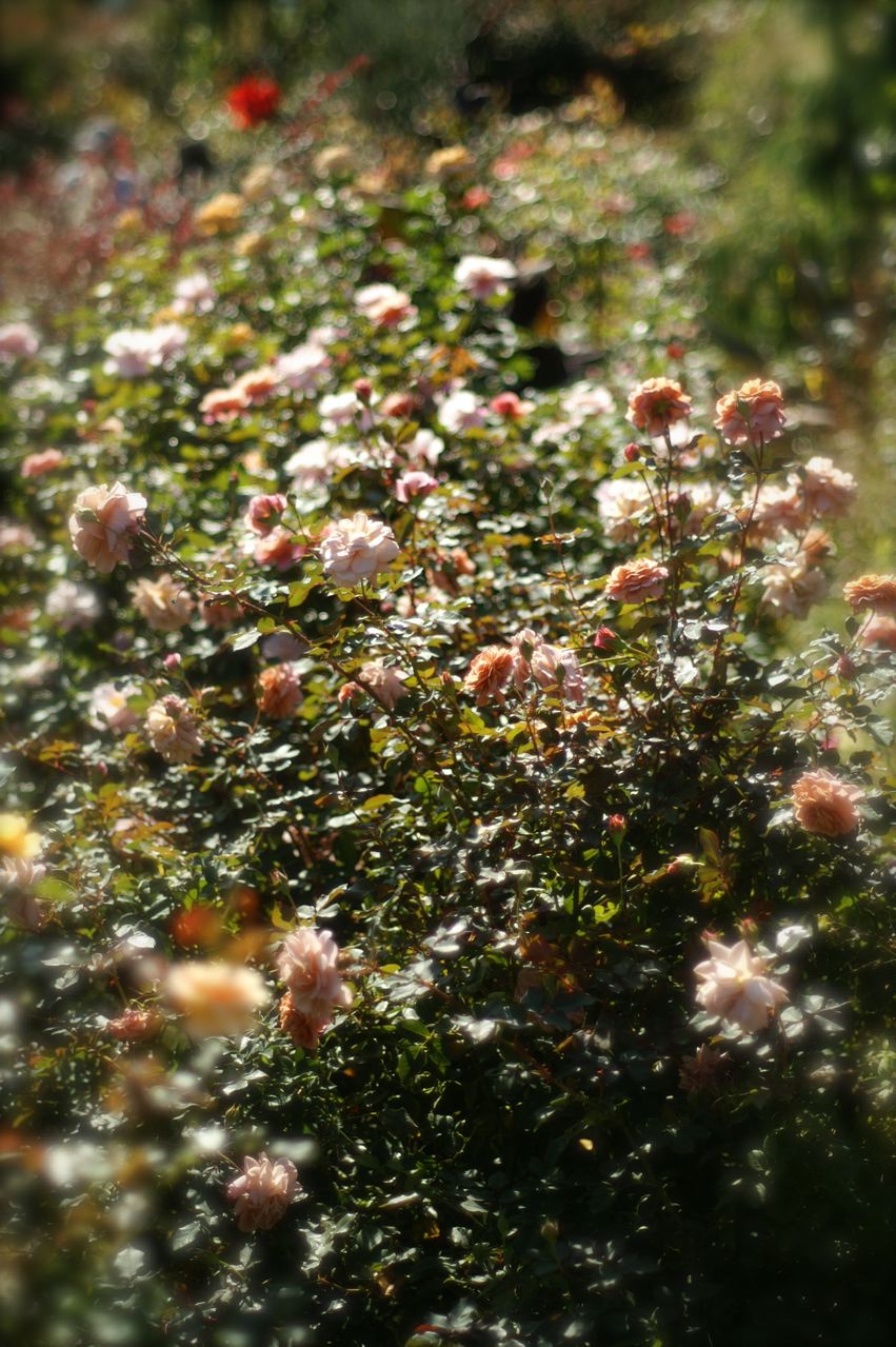 b0168859_14261413.jpg