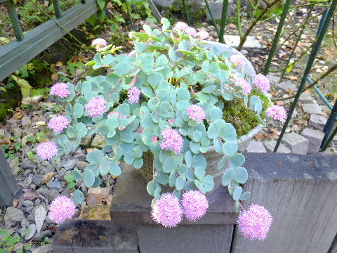 e0088260_20375977.jpg
