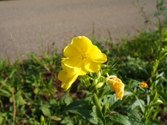c0080861_15295199.jpg