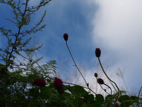 c0080861_15343942.jpg
