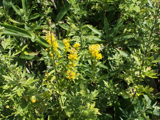 c0080861_15383213.jpg
