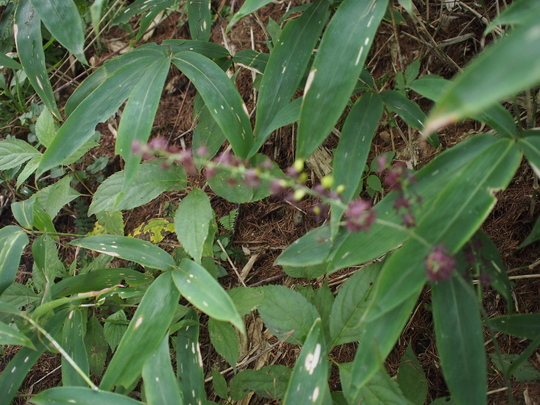 c0080861_15442373.jpg