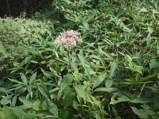 c0080861_15474138.jpg