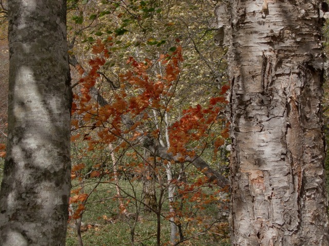 d0010065_21112088.jpg