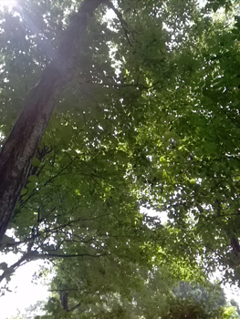 c0145183_128516.jpg