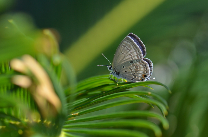 a0277496_17364151.jpg