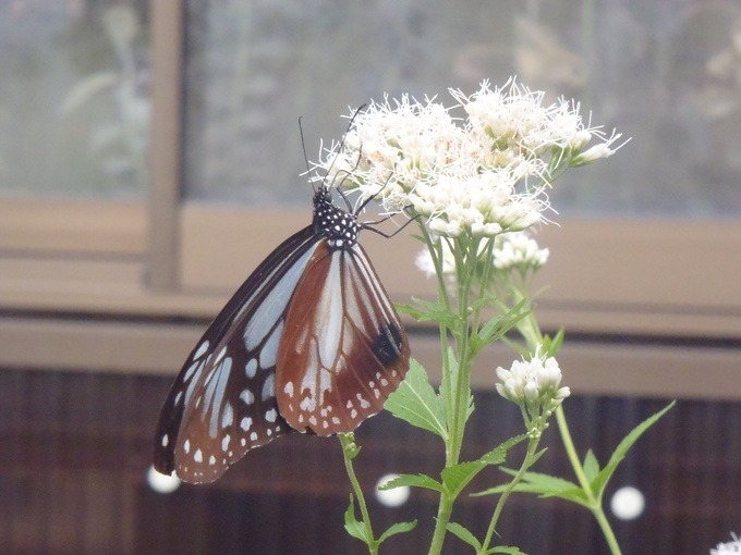 a0054240_21351461.jpg