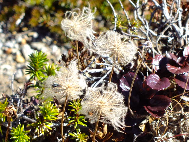 e0145782_17475779.jpg