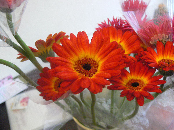 e0140986_1174043.jpg