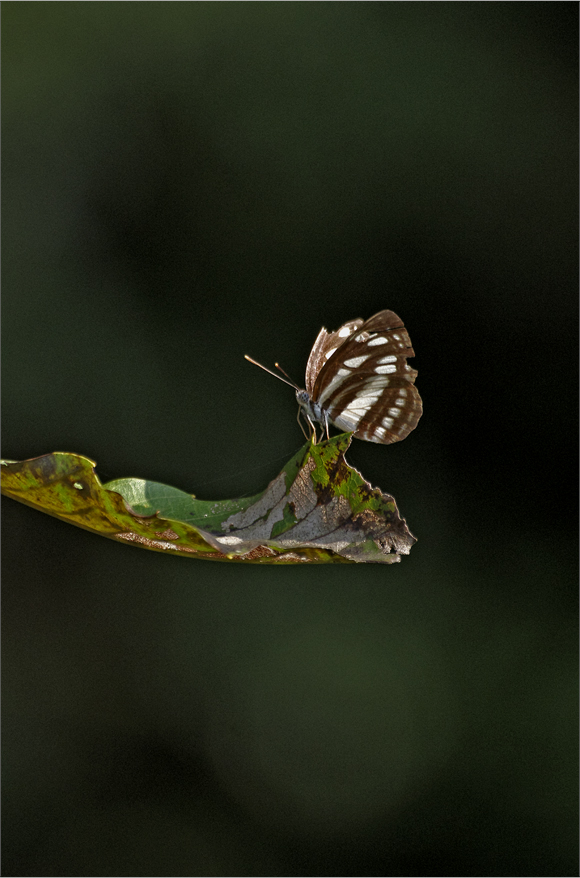 d0209988_21112332.jpg