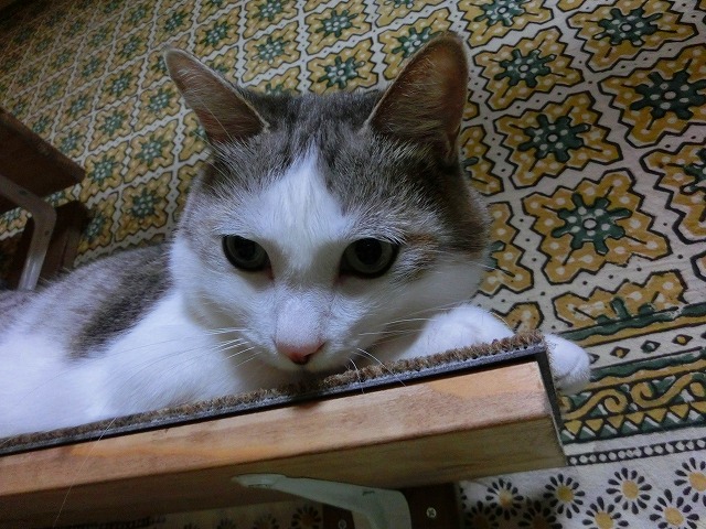 a0159490_15334646.jpg