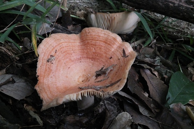 e0070891_21235973.jpg