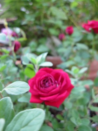 c0152002_1801530.jpg