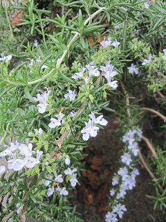 c0152002_180389.jpg