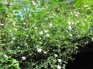 c0152002_181093.jpg
