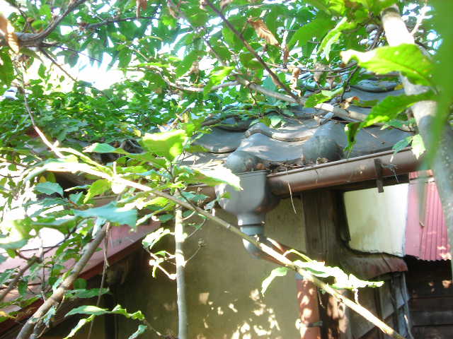 b0096418_15341388.jpg