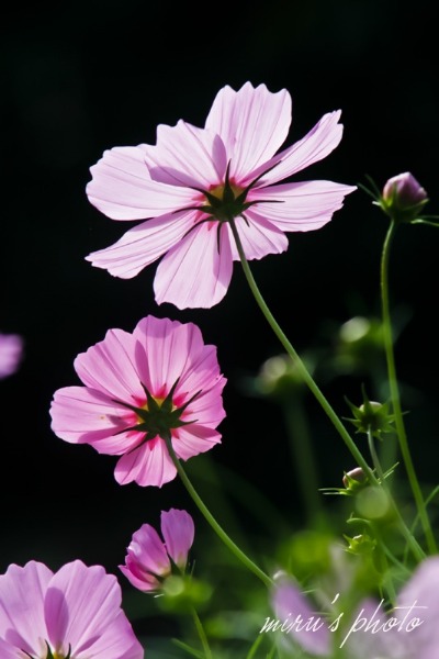 c0037519_642255.jpg
