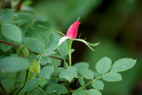 c0184125_13362487.jpg