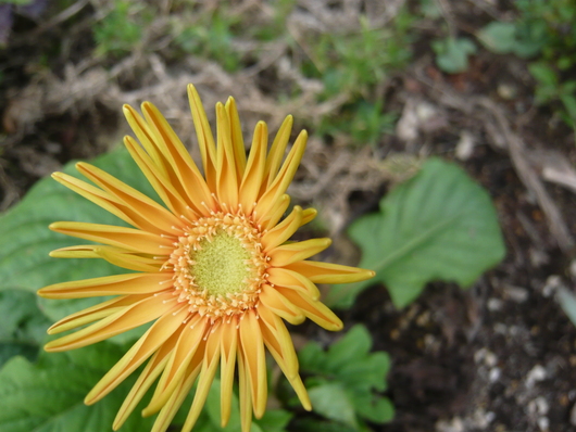 a0206332_9313330.jpg