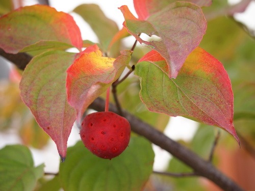 c0117239_919171.jpg