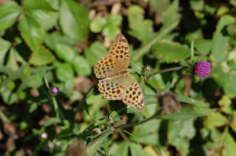 b0167762_223534100.jpg