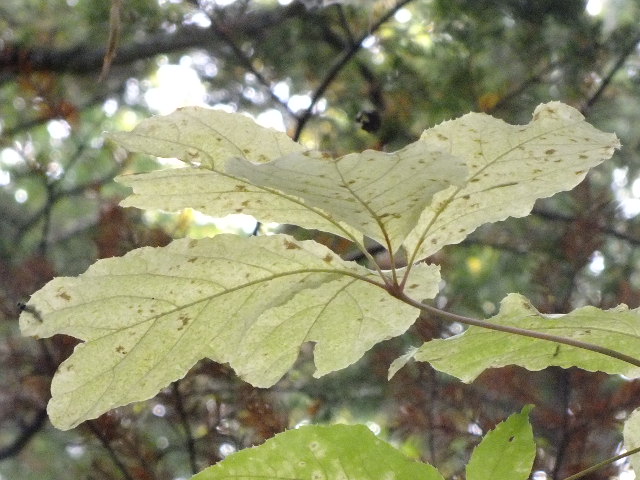 e0145782_21464666.jpg