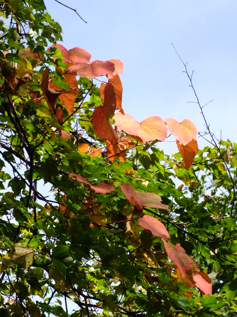 e0145782_21504156.jpg