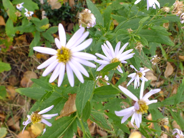 e0145782_21535499.jpg