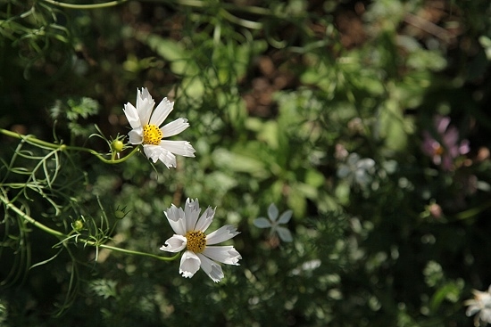e0209997_2335582.jpg