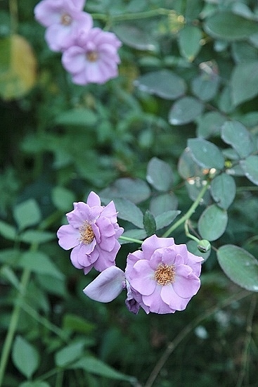 e0209997_23364599.jpg