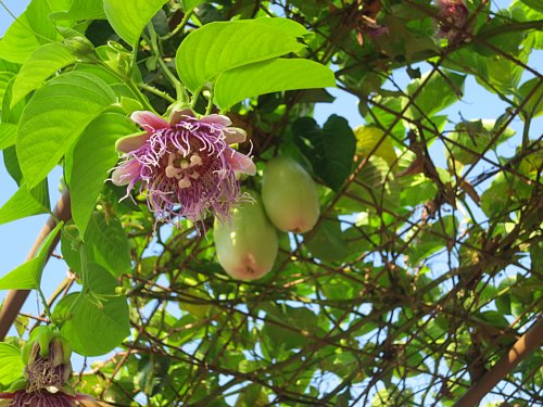 a0036499_9405095.jpg