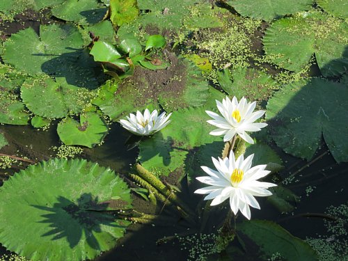 a0036499_9495030.jpg