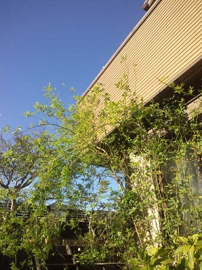 f0150620_759834.jpg