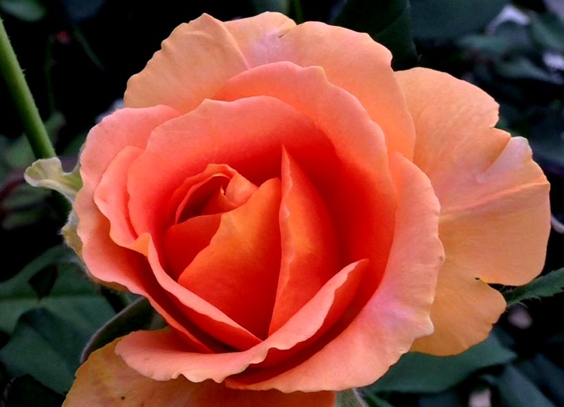 e0149934_21162344.jpg
