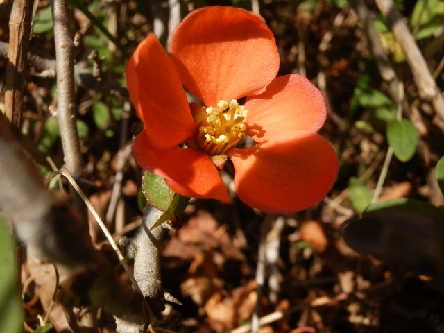 c0042869_6493946.jpg