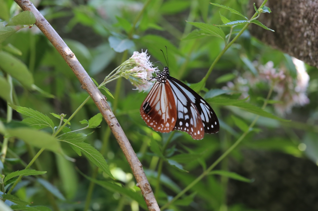 f0140087_1129149.jpg