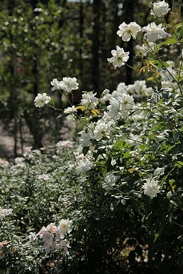 e0209997_2013138.jpg