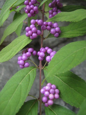f0201297_9314750.jpg