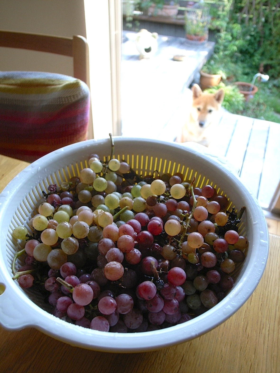 a0200299_16595830.jpg